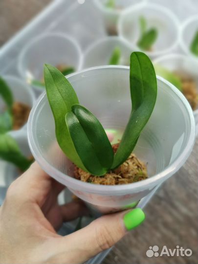 Орхидея фаленопсис