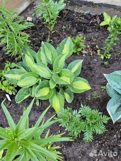 Хоста растение киров