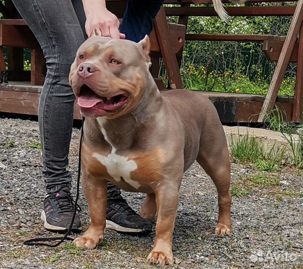 Американский Булли рядом с вами