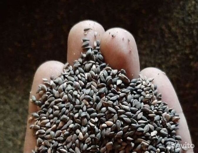 Семена ели обыкновенной