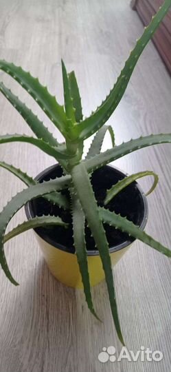 Домашние цветы