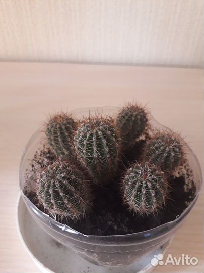 Кактусы бесплатно