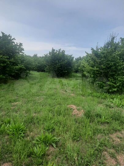 Участок 1 сот. (ИЖС)