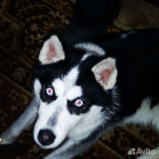 Лайки-хаски лайки-лайки щенки