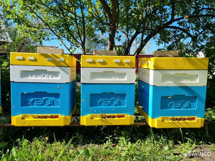 Пчелы карника