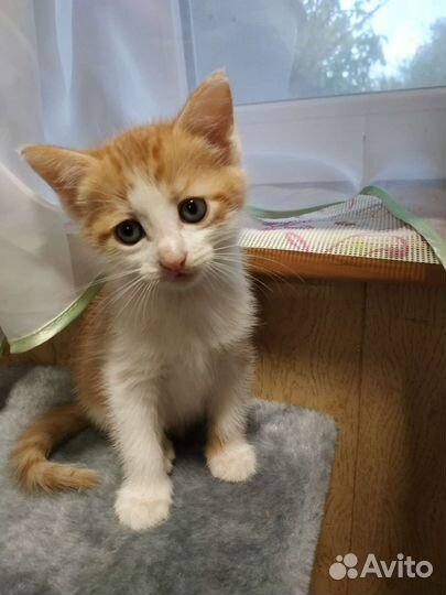 Кошка в дар бесплатно