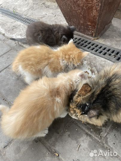 Котята в добрые руки бесплатно