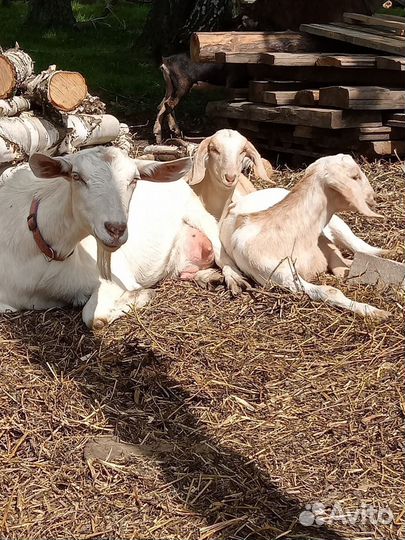 Нубийские козлята
