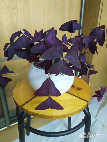 Коллизия, пелея