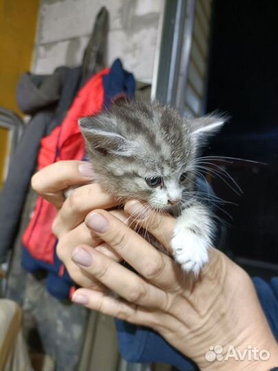 Кошка в дар бесплатно