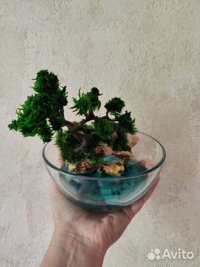 Моссариум Флорариум цветы подарок