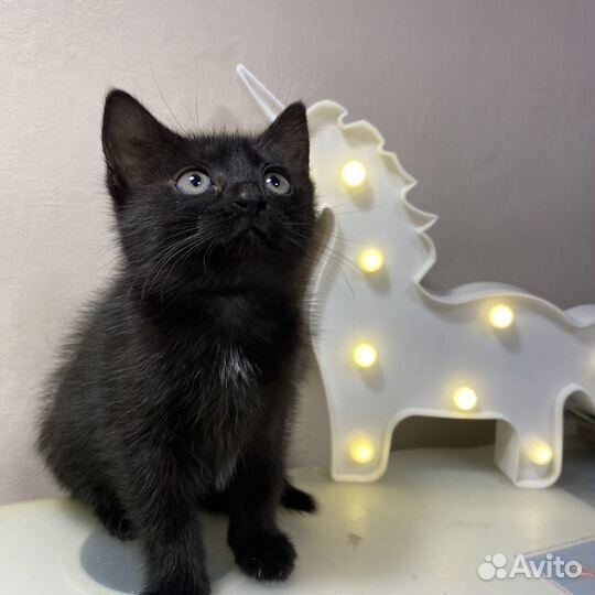 Кошечка в добрые руки