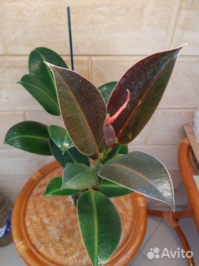 Фикус Меллони