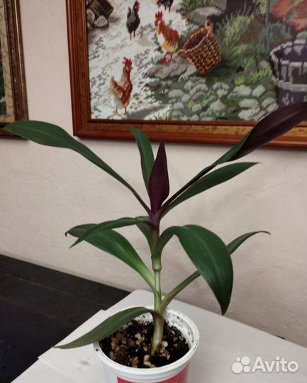 Традесканция рео