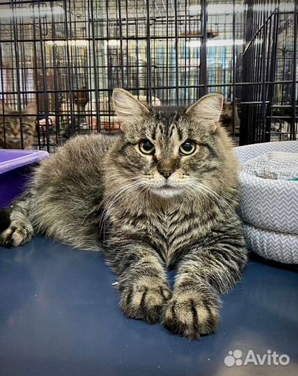 Кошка в дар и в хорошие руки