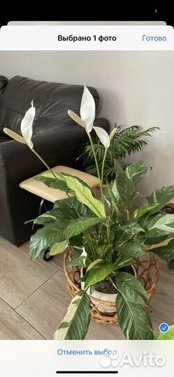 Спатифиллум Домино