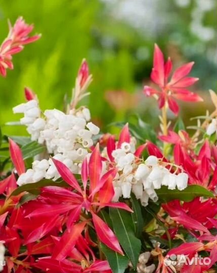 Пиерис japan вариега