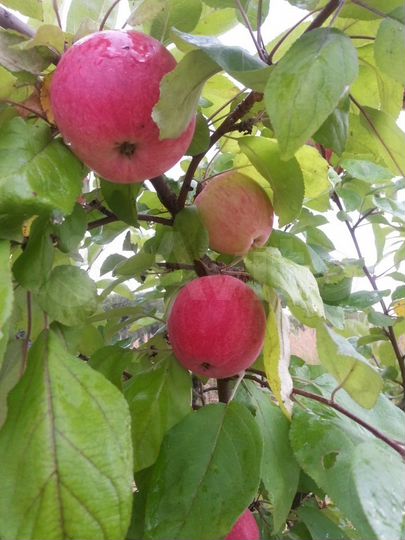 Участок 12 сот. (СНТ, ДНП)