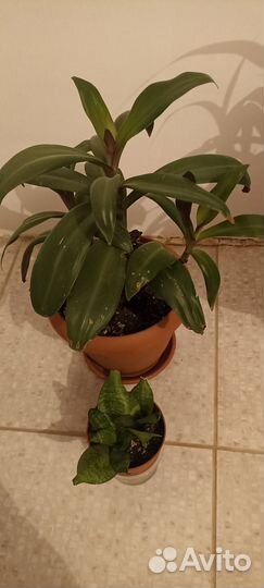 Рэо,сансевьерия