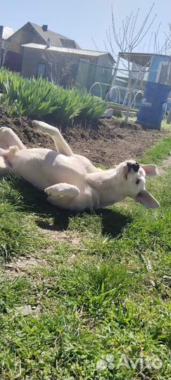 Метис питбуля в добрые руки(9 мес)