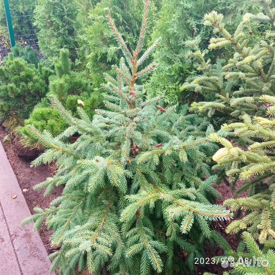 Ель сербская