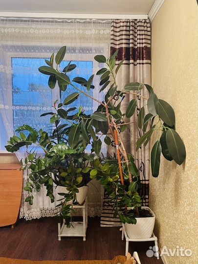 Цветы в офис