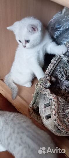 Британские котята