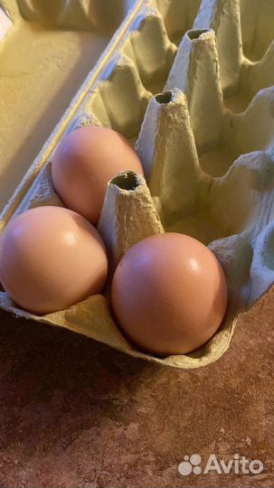 Инкубационные яйца фавероли лососевой, цыплята