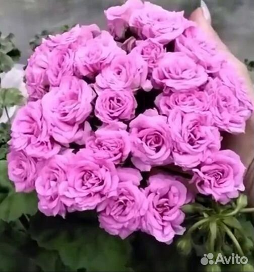 Герани-Пеларгонии сортовые