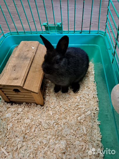 Декоративный карликовый кролик чёрный
