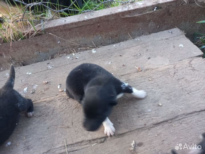 Щенки Русско европейской лайки