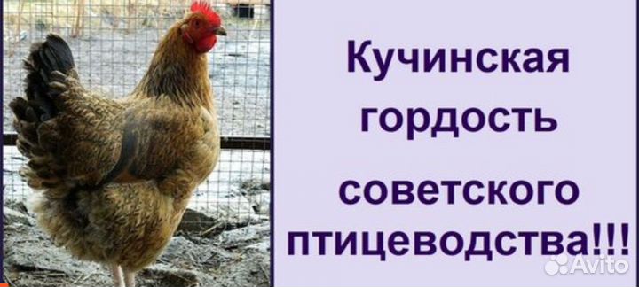 Кучинская Юбилейная(Балашиха)