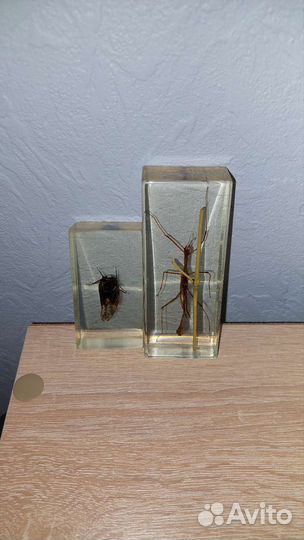 Коллекция насекомых