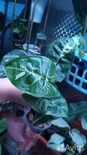 Комнатные домашние растения