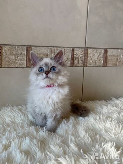 Невская маскарадная