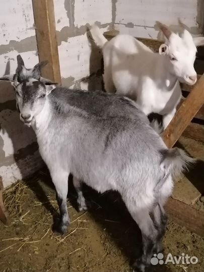 Козлята ламанча