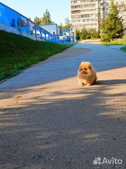 Померанский шпиц