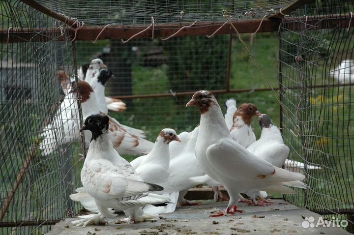 Голуби Иранские бойные, щекатые,головастые