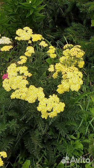 Тысячелистник желтый