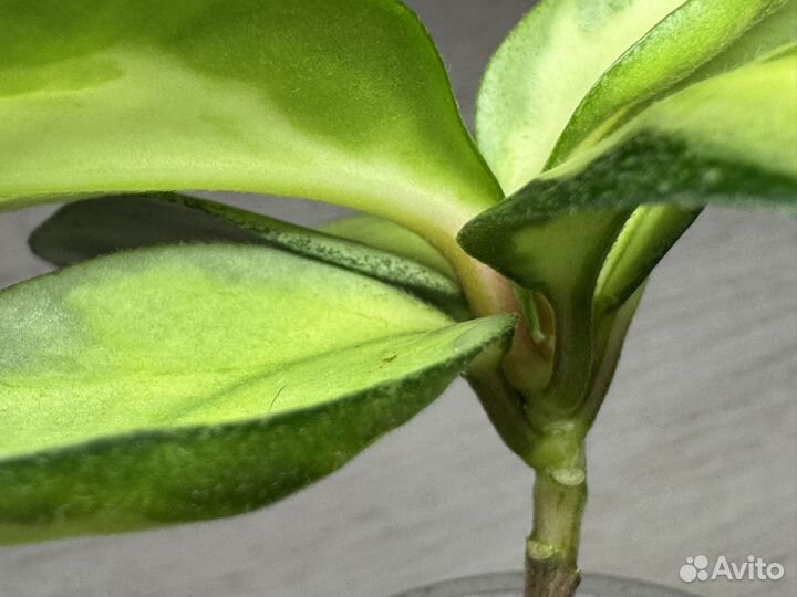 Hoya carnosa 'Argentea Princess'