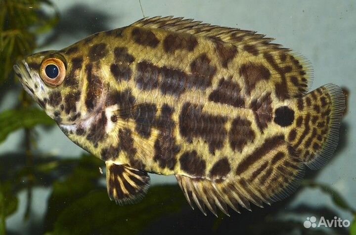 Ктенопома леопардовая