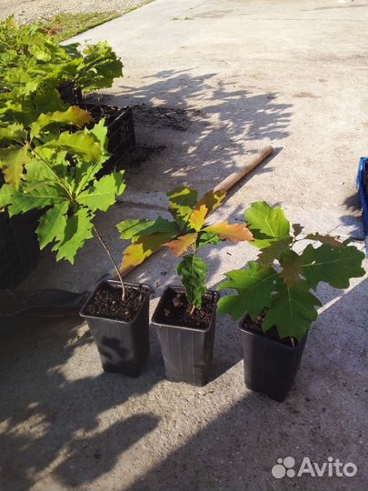 Дуб красный