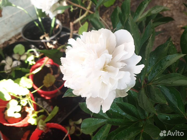 Пионы на срез