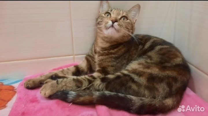 Кошка в добрые руки