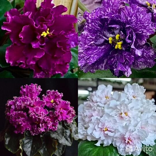 Фиалки, детки