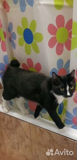 Бобтейл кошка девочка привита стерилизована 7мес