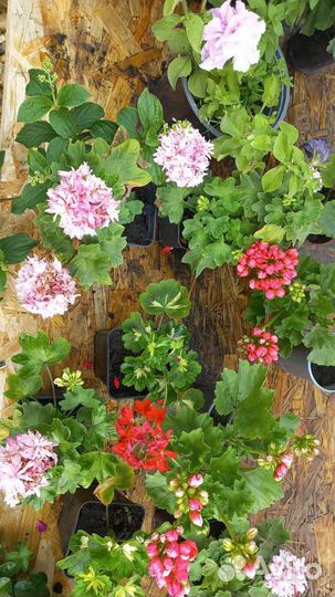 Пеларгония тюльпановидная