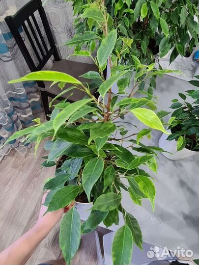 Фикус бенджамина 2 шт