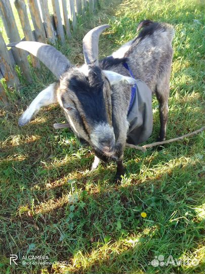 Козел на вязку