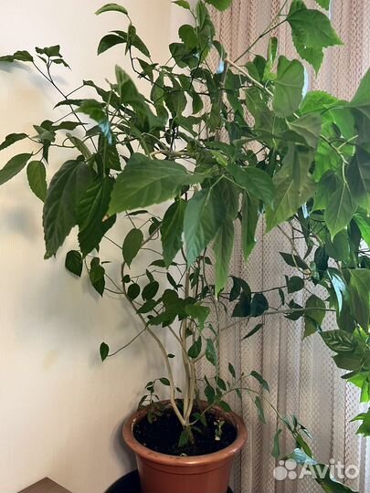 Фикус бенжамина большой китайская роза большая
